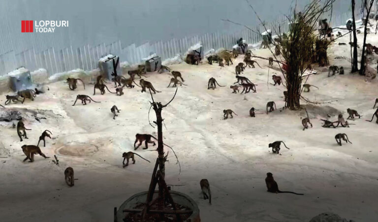 กรมอุทยานฯ ควบคุมประชากรลิงวัดพระบาทน้ำพุ