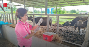 ปศุสัตว์ลพบุรี เร่งฉีดวัคซีนป้องกันโรคคอบวม