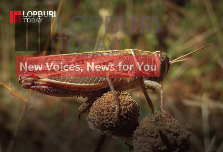 เตือนเฝ้าระวังเพลี้ยกระโดดสีน้ำตาล