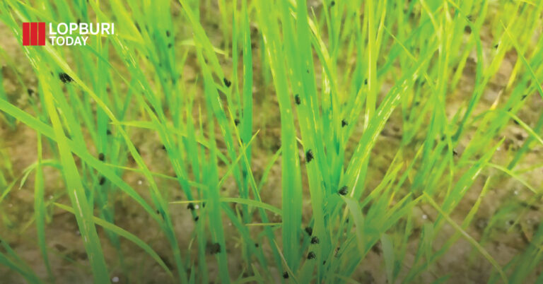 “แมลงดำหนามข้าว” ระบาดในพื้นที่ปลูกข้าวภาคกลาง