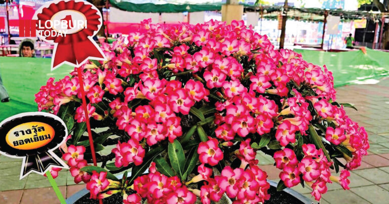 ประกวด “ไม้ดอกไม้ประดับ” แลกเปลี่ยนแนวทางการผลิตด้านการเกษตร