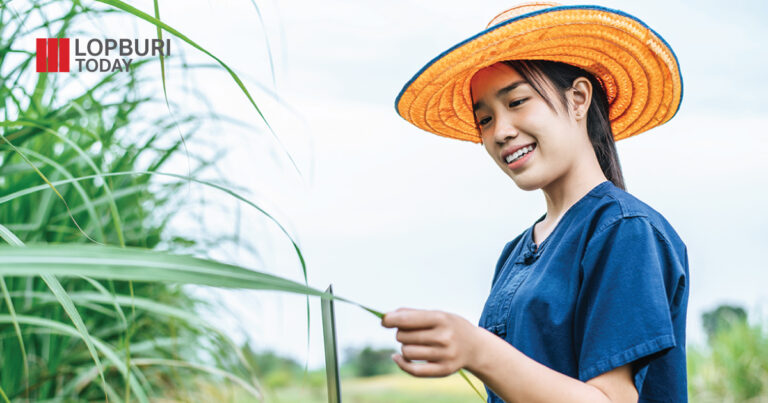ตัดอ้อยแบบเผา Vs ตัดอ้อยแบบสด ต่างกันอย่างไร อะไรได้ประโยชน์กว่า?