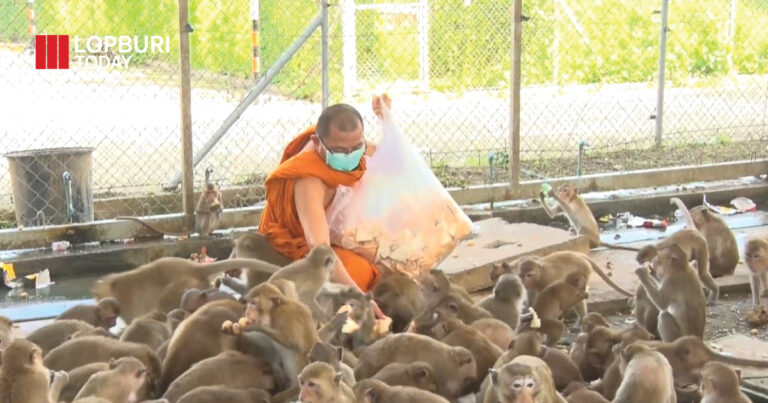 ขอเชิญชวนผู้มีจิตศรัทธา ร่วมบริจาคอาหารสด อาหารเม็ด และสิ่งของสำหรับวัดเพื่อนำไปดูแลลิง ในโครงการบริจาคอาหารและสิ่งของ “เพื่อน้องลิง”