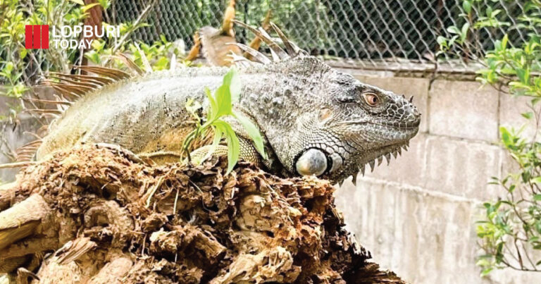 กรมอุทยานฯ ปูพรมจับอีกัวน่าลพบุรี! รวบ 94 ตัว หลังสร้างความเสียหายพืชผลเกษตร