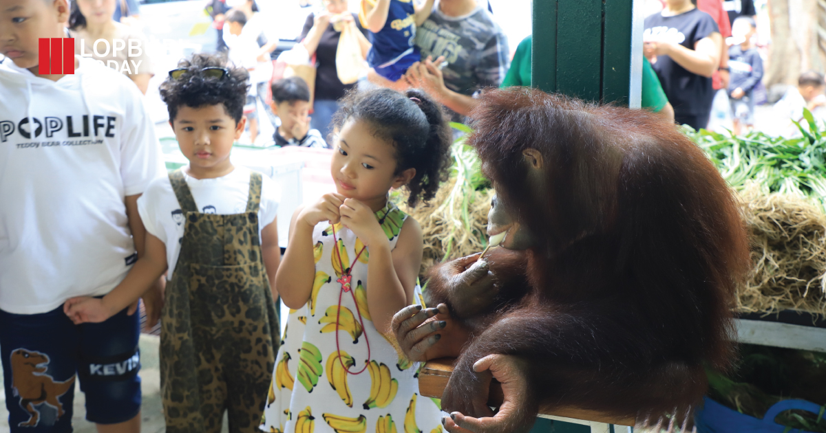 “น้องโควี่” ลิงอุรังอุตังขวัญใจลพบุรี ฉลองวันเกิดครบ 5 ขวบ เด็กเข้าฟรี กิจกรรมแน่นสวนสัตว์