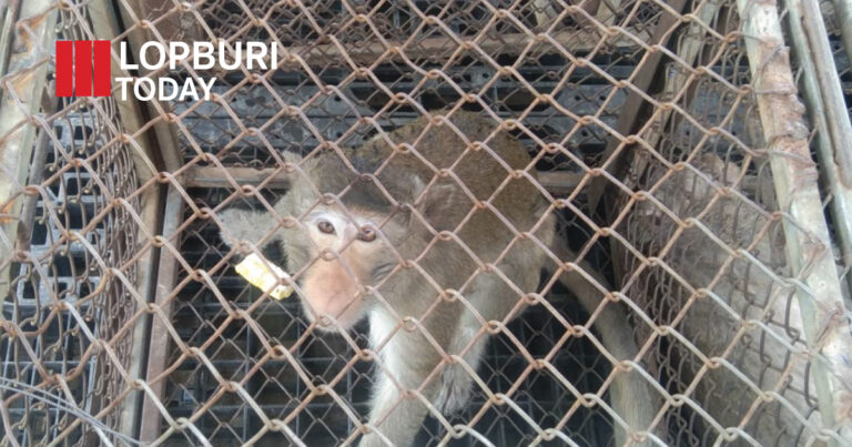 ลพบุรีเปิดปฏิบัติการจับ “ลิงหลุด” กว่า 40 ตัว จากกรงสถานอนุบาลสัตว์ หลังสร้างความเดือดร้อนประชาชน เริ่ม 18–21 ส.ค.นี้