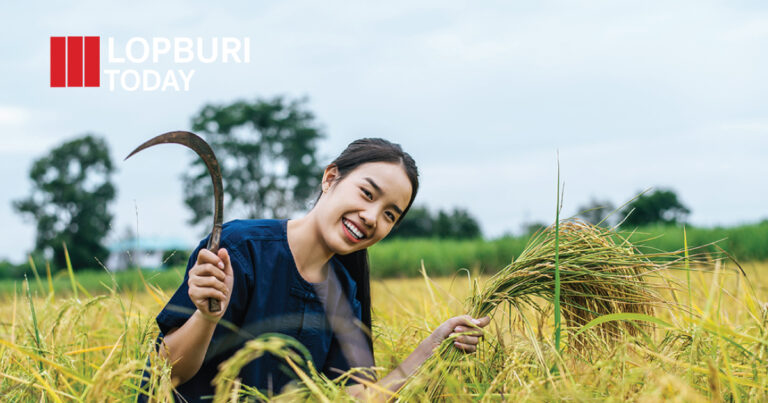 เกษตรกรต้องรู้! ขั้นตอนขึ้นทะเบียนผู้ปลูกข้าว 2568 เพื่อสิทธิประโยชน์จากรัฐ ครบ–ถูกต้อง–ไม่ตกหล่น