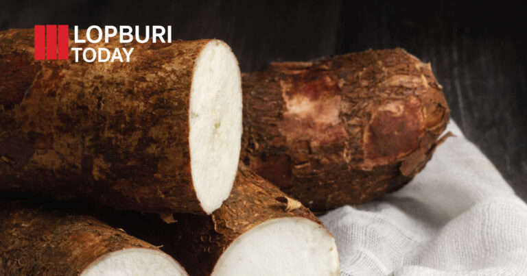 ลพบุรีออกประกาศเข้ม คุมการขนย้ายต้นพันธุ์มันสำปะหลัง ป้องกันโรคระบาดร้ายแรง สร้างความปลอดภัยให้เกษตรกร