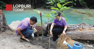 ลพบุรีเปิดโครงการอนุรักษ์พันธุกรรมพืช ขยายพื้นที่ปลูก “ต้นจำปีสิรินธร” ไม้หายากแห่งสวนรุกขชาติวังก้านเหลือง