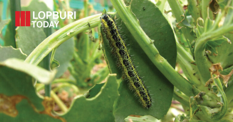 เตือนเกษตรกรลพบุรี! เฝ้าระวังเพลี้ยอ่อน-หนอนเจาะฝักลายจุด ศัตรูถั่วฝักยาวช่วงออกดอกและติดฝัก