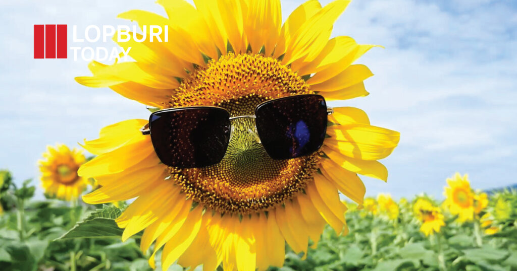 ของดีเมืองไทยยังคงบานสะพรั่ง… และลพบุรีขอประกาศเสียงดังว่าฤดูหนาวปีนี้ “สีเหลืองแห่งความสุข” ได้กลับมาอีกครั้งแล้ว