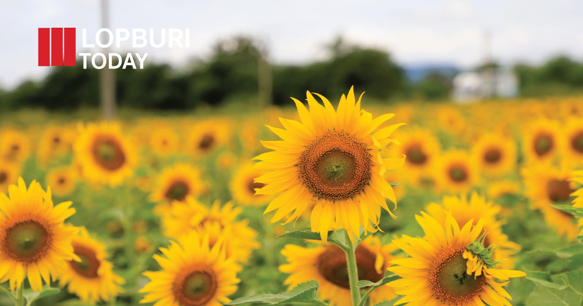 เหลืองอร่ามกลางขุนเขา! ทุ่งทานตะวันพัฒนานิคมบานสะพรั่งต้อนรับนักท่องเที่ยว ลพบุรีเปิดฤดูเที่ยวปลายฝนต้นหนาว