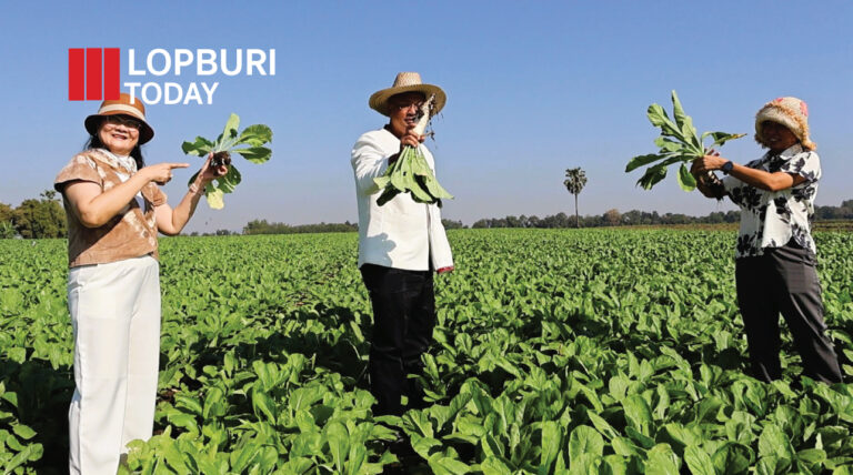 สำนักงานเกษตรจังหวัดลพบุรี ลงพื้นที่จัดทำสื่อประชาสัมพันธ์ท่องเที่ยวเชิงเกษตร ทุ่งทานตะวัน–หัวไชเท้า พร้อมวิเคราะห์สถานการณ์พืชฤดูหนาวในอำเภอเมืองลพบุรี