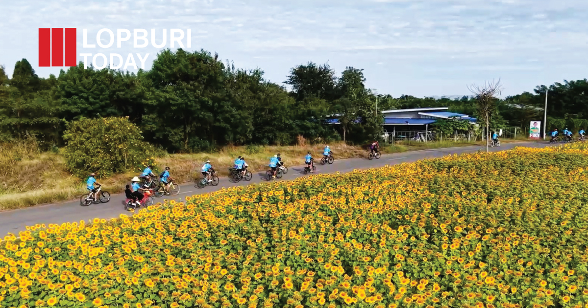 อำเภอบ้านหมี่จัดโครงการ “ปั่นเพื่อสุขภาพ 2025” ชมทุ่งทานตะวัน–ทุ่งข้าวฟ่างแดง บ้านดงพลับ กว่า 2,000 ไร่ เปิดเข้าชมฟรี