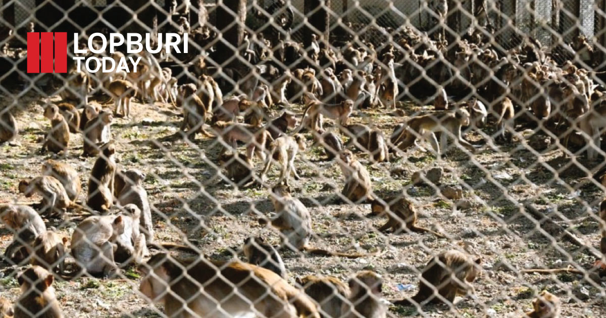 อธิบดีกรมอุทยานฯ ลงพื้นที่ลพบุรี ติดตามผลจัดระเบียบลิง รับฟังปัญหาอุปสรรค เตรียมขยายผล MOU พื้นที่รอบนอก เสนอตั้งกองทุนอาหารลิง ขอบคุณเทศบาลเมืองลพบุรีและทุกภาคส่วน