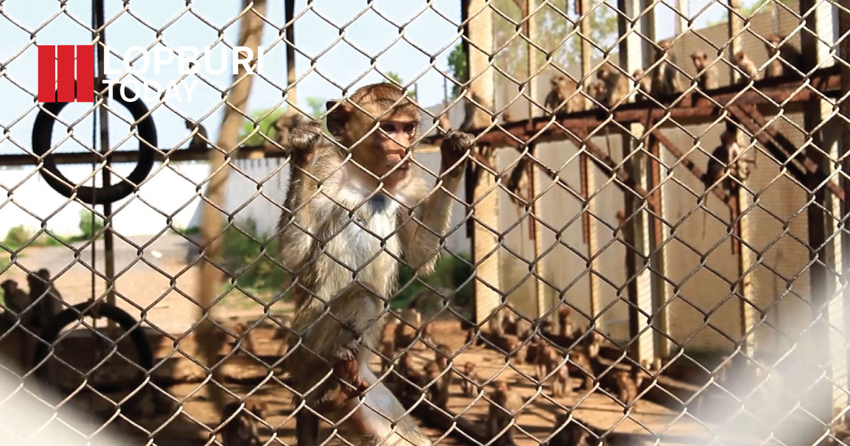 รัฐสภาลงพื้นที่ลพบุรี ติดตามการบริหารจัดการลิงกว่า 3,500 ตัว รับฟังปัญหาเตรียมหาแนวทางสนับสนุนงบประมาณ