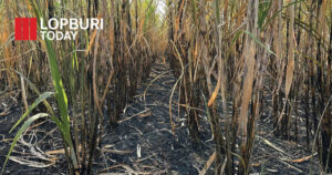 หนองม่วงลงพื้นที่ตรวจเผาไร่อ้อย–จุดความร้อนกว่า 100 ไร่ เร่งสอบหาผู้ก่อเหตุ ย้ำห้ามเผาเพื่อลด PM2.5