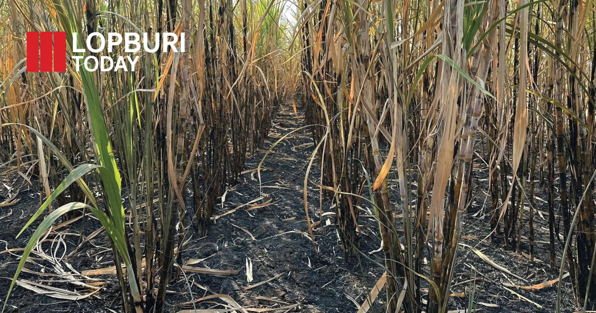 หนองม่วงลงพื้นที่ตรวจเผาไร่อ้อย–จุดความร้อนกว่า 100 ไร่ เร่งสอบหาผู้ก่อเหตุ ย้ำห้ามเผาเพื่อลด PM2.5