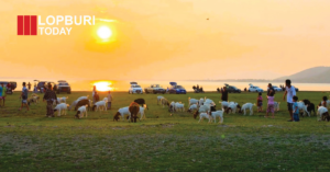 ลพบุรีชวนเที่ยว “นิวซีแลนด์เมืองไทย” ท้ายเขื่อนป่าสักชลสิทธิ์ เช็คอินทุ่งหญ้า-ฝูงแพะ อำเภอพัฒนานิคม