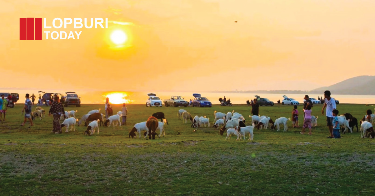 ลพบุรีชวนเที่ยว “นิวซีแลนด์เมืองไทย” ท้ายเขื่อนป่าสักชลสิทธิ์ เช็คอินทุ่งหญ้า-ฝูงแพะ อำเภอพัฒนานิคม