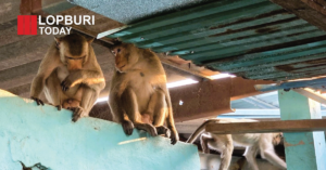 ผู้ว่าฯ ลพบุรี ลงพื้นที่ด่วน แก้ปัญหาลิงหลุดสถานอนุบาลฯ โพธิ์เก้าต้น หลังชาวบ้านเดือดร้อน 25 ครัวเรือน