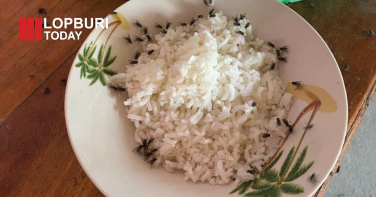 ชาวบ้านโคกตูมร้อง! ฟาร์มไก่กลางชุมชน หมู่ 9 หนองหอย ลพบุรี แมลงวันระบาดหนัก กระทบชีวิตประจำวัน