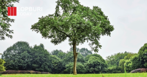 ลพบุรีร้อนจัด ปลูกต้นอะไรดี? เปิดลิสต์ “ไม้ถูกกฎหมาย” ลดร้อน-กันน้ำท่วมได้จริง