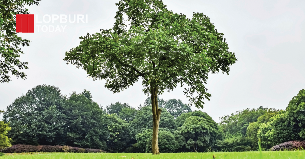 ลพบุรีร้อนจัด ปลูกต้นอะไรดี? เปิดลิสต์ “ไม้ถูกกฎหมาย” ลดร้อน-กันน้ำท่วมได้จริง