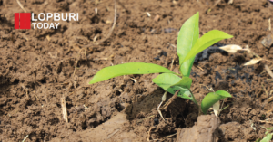 ลพบุรีไม่ทนร้อน! เปิดทางรอด “ปลูกต้นไม้ลดเมืองเดือด” ทำได้จริงไหม ปลูกตอนนี้ยังทันหรือไม่