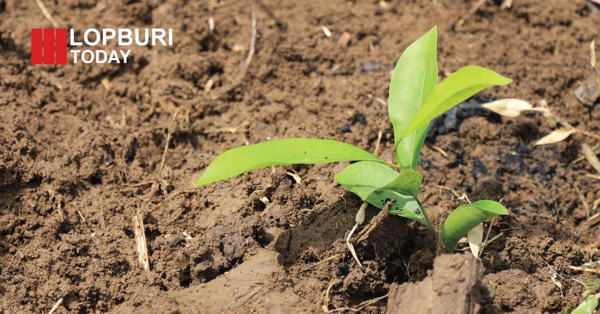 ลพบุรีไม่ทนร้อน! เปิดทางรอด “ปลูกต้นไม้ลดเมืองเดือด” ทำได้จริงไหม ปลูกตอนนี้ยังทันหรือไม่