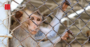 ลพบุรีรับมอบอาหารลิง 1,000 กก. จากเครือเบทาโกร หนุนดูแลลิงกว่า 3,500 ตัว ลดพฤติกรรมก้าวร้าว