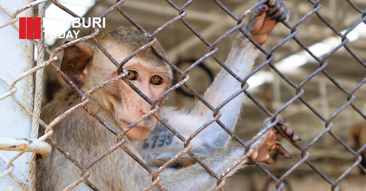 ลพบุรีรับมอบอาหารลิง 1,000 กก. จากเครือเบทาโกร หนุนดูแลลิงกว่า 3,500 ตัว ลดพฤติกรรมก้าวร้าว