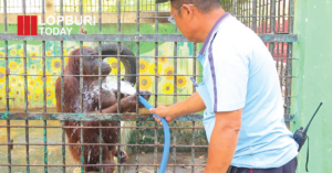 ลพบุรีร้อนทะลุ 40 องศา กระทบคนและลิง สวนสัตว์เร่งฉีดน้ำคลายร้อน ผู้ผลิตดินสอพองปรับทำงานกลางคืน