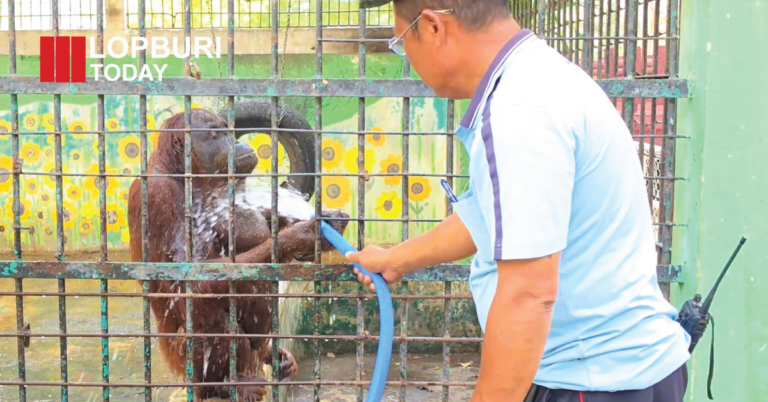 ลพบุรีร้อนทะลุ 40 องศา กระทบคนและลิง สวนสัตว์เร่งฉีดน้ำคลายร้อน ผู้ผลิตดินสอพองปรับทำงานกลางคืน