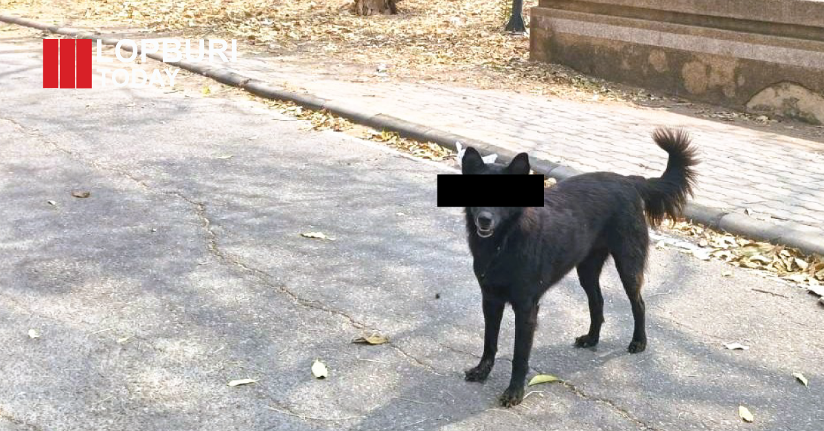 ปศุสัตว์ลพบุรีชี้แจงเหตุสุนัขจรจัดไล่กัดสะพาน 7 เร่งจัดระเบียบ-ฉีดวัคซีนป้องกันพิษสุนัขบ้า