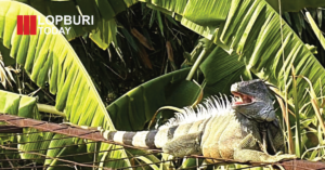 ผู้ว่าฯ ลพบุรีสั่งลุยแก้อีกัวน่ารุกราน พัฒนานิคม จับแล้ว 15 ตัว หลังชาวบ้านเดือดร้อนผักสวนครัวถูกกิน