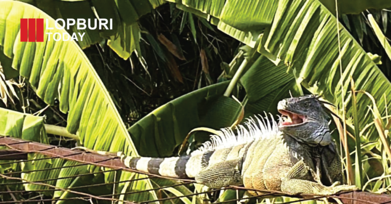 ผู้ว่าฯ ลพบุรีสั่งลุยแก้อีกัวน่ารุกราน พัฒนานิคม จับแล้ว 15 ตัว หลังชาวบ้านเดือดร้อนผักสวนครัวถูกกิน