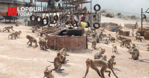 วัดพระบาทน้ำพุ เปิดรับบริจาคอาหารช่วยลิงลพบุรี เผยชีวิตลิงย้ายถิ่นจากเมืองเก่า เผชิญภัยแล้งกระทบการอยู่รอด