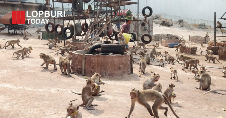 วัดพระบาทน้ำพุ เปิดรับบริจาคอาหารช่วยลิงลพบุรี เผยชีวิตลิงย้ายถิ่นจากเมืองเก่า เผชิญภัยแล้งกระทบการอยู่รอด