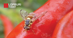 เตือนเกษตรกรลพบุรี ระวัง “แมลงวันผลไม้” ระบาดในพริกช่วงอากาศร้อน ทำผลเน่าเสียหาย