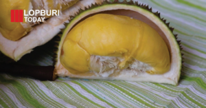 ลพบุรีก็มี “มูซังคิง” ! หนองม่วงลบภาพเมืองพืชไร่ เกษตรกรรุ่นใหม่ปลูกทุเรียนพรีเมียมกว่า 10 สายพันธุ์ บนพื้นที่ 16 ไร่