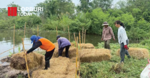 ประมงบ้านหมี่สร้างแหล่งอาหารธรรมชาติในหนองยาว เตรียมปล่อยพันธุ์สัตว์น้ำ เพิ่มรายได้ ลดค่าครองชีพชุมชน