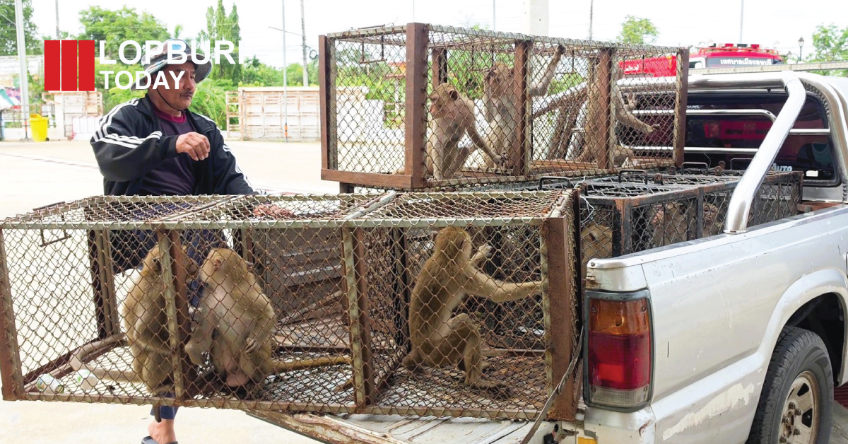ลพบุรีเปลี่ยนแผนล่าลิงหลุดกรง ใช้ยุทธวิธี “ดักซุ่มตามชุมชน” เร่งจับกลับเข้ากรง คาดคลี่คลายภายใน 1-2 วัน